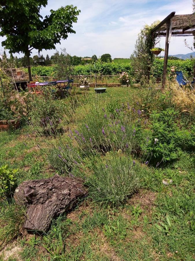 B&B La Gallinella Rossa Baschi Esterno foto